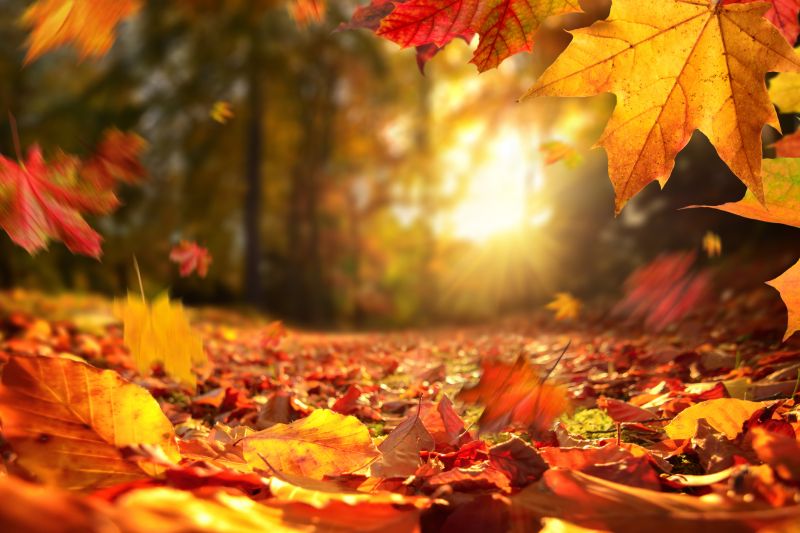 Autumn for Preparation and Planning